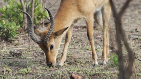 Rote-Lechwe,-Südliche-Lechwe-In-Süd-Zentralafrika