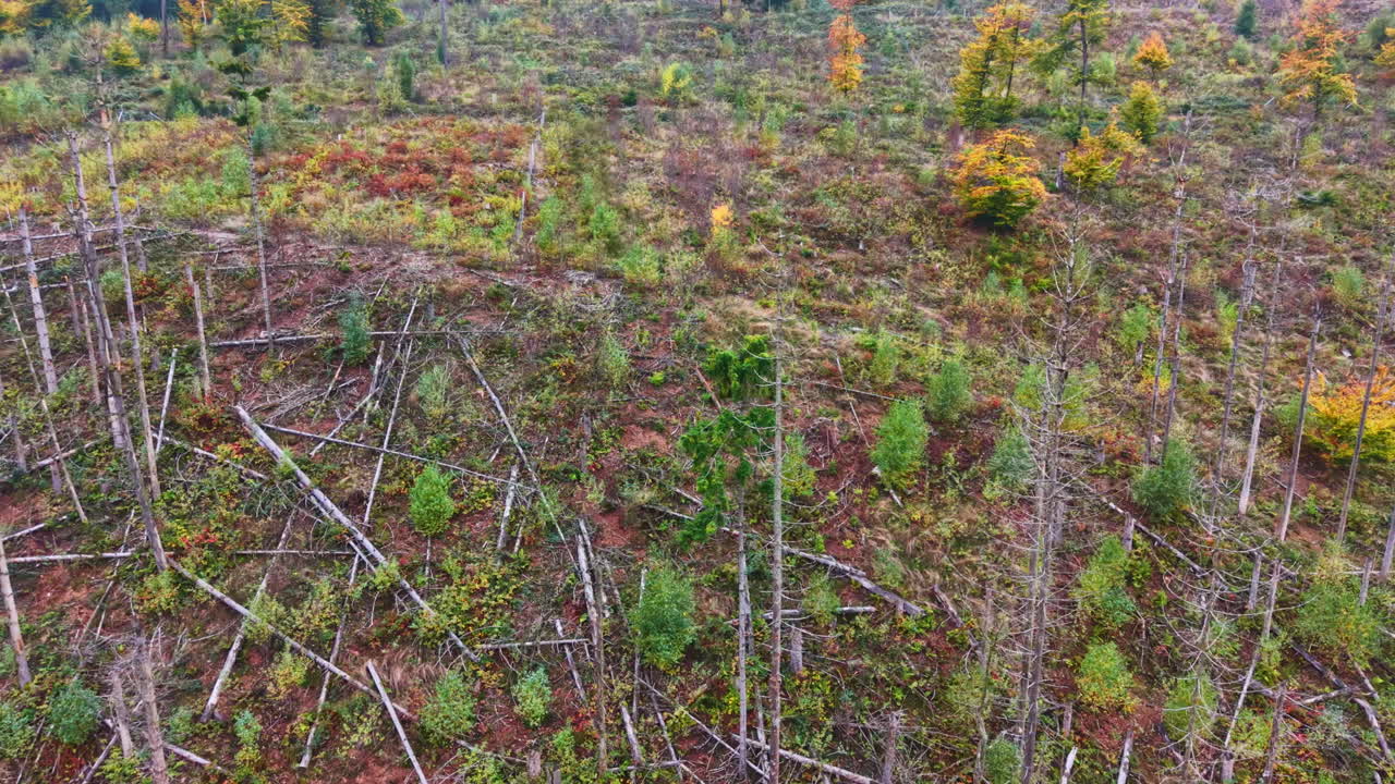 Deforestazione dall'alto. Alberi morti nella foresta. Il problema della deforestazione e degli alberi secchi