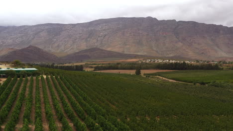 Viñedo-En-El-Campo-Sudafricano-Producción-De-Vino-Toma-Aérea