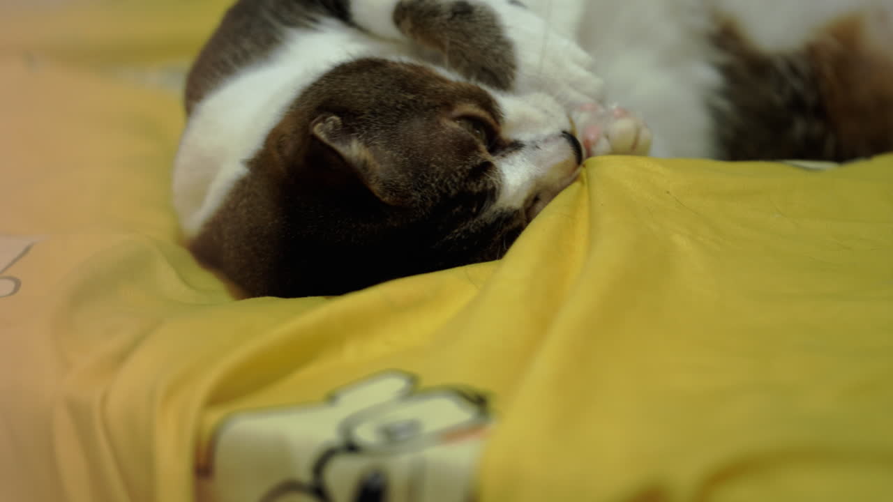 흰색과 검은색 털을 가진 귀여운 고양이 얼굴-4