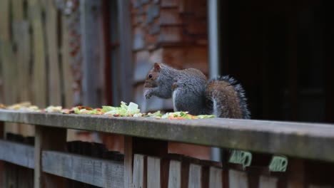 a close-up of a squirrel eating some leftover food before being startled by a pigeon