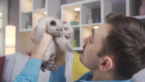 cute domestic kittens and man.