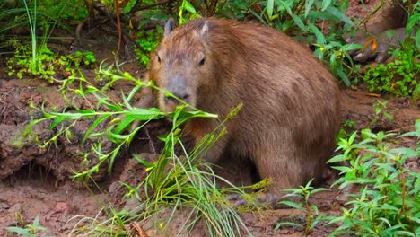 medium shot of capybara eating plants during the day in tambopata, madre de dios region, peru, in the peruvian amazon