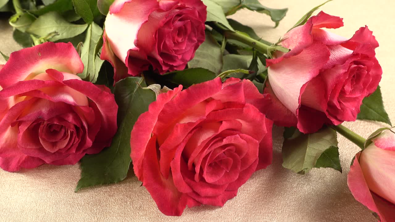 Filmagem de rosas vermelhas