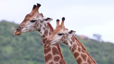 primer plano medio de dos jirafas macho besándose suavemente en el parque nacional kruger