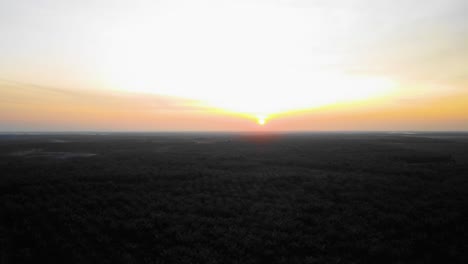 cinematic drone footage of oil palm plantation in riau, indonesia as the country is the world's biggest producer and consumer of the commodity, providing about half of the world's supply