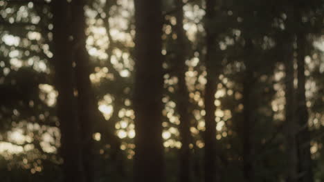 Abstrakter-Herbst-Verschwommener-Waldhintergrund---Bokeh-Wald---Schwenken