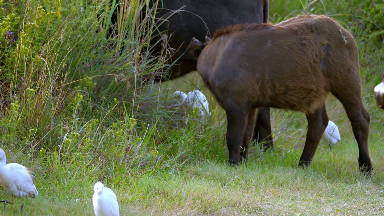 Vitello di bufalo che pascola l'erba accanto a sua madre, circondato da aironi guardabuoi.