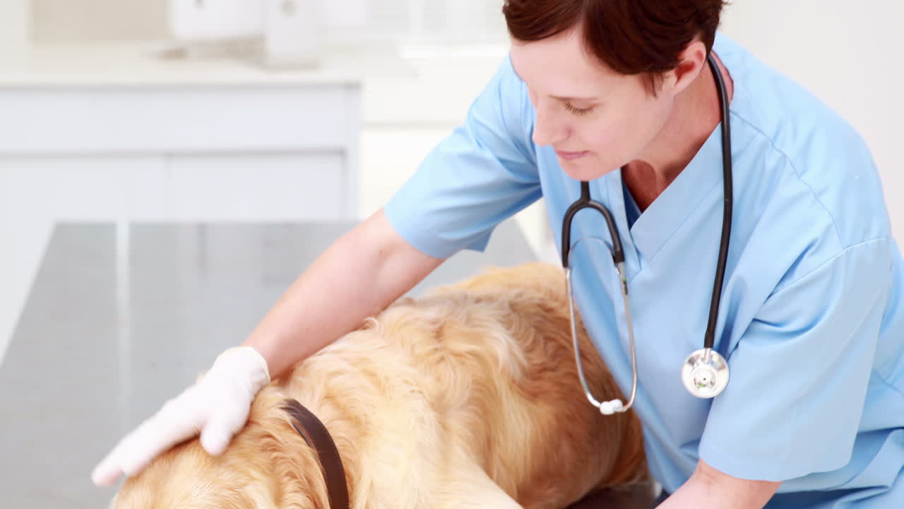 Smiling female vet bandaging dogs leg 