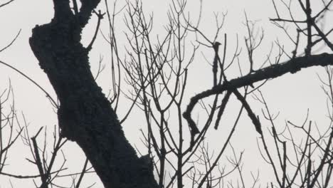 un gran buitre despega de una rama de árbol muerta