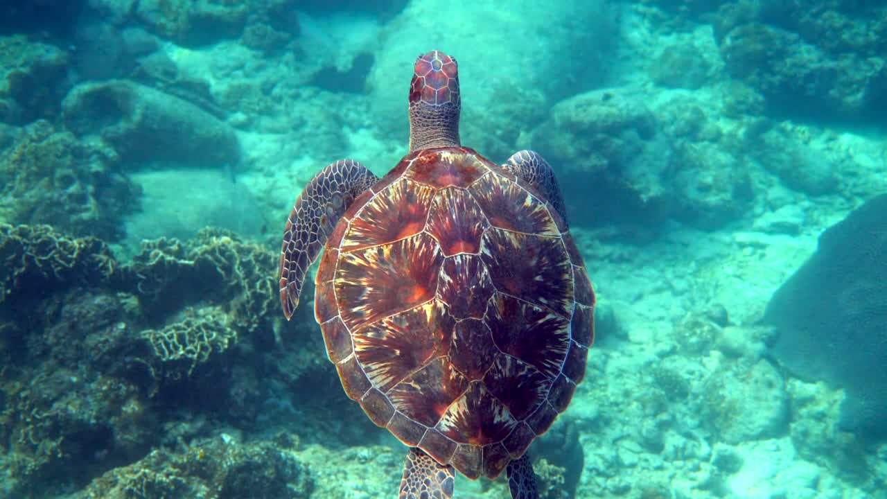 Hawksbill sea turtle slowly swimming in blue water through sunlight, try to find food on coral reef. Scuba on wildlife. Underwater marine life tropical turtle in wild nature