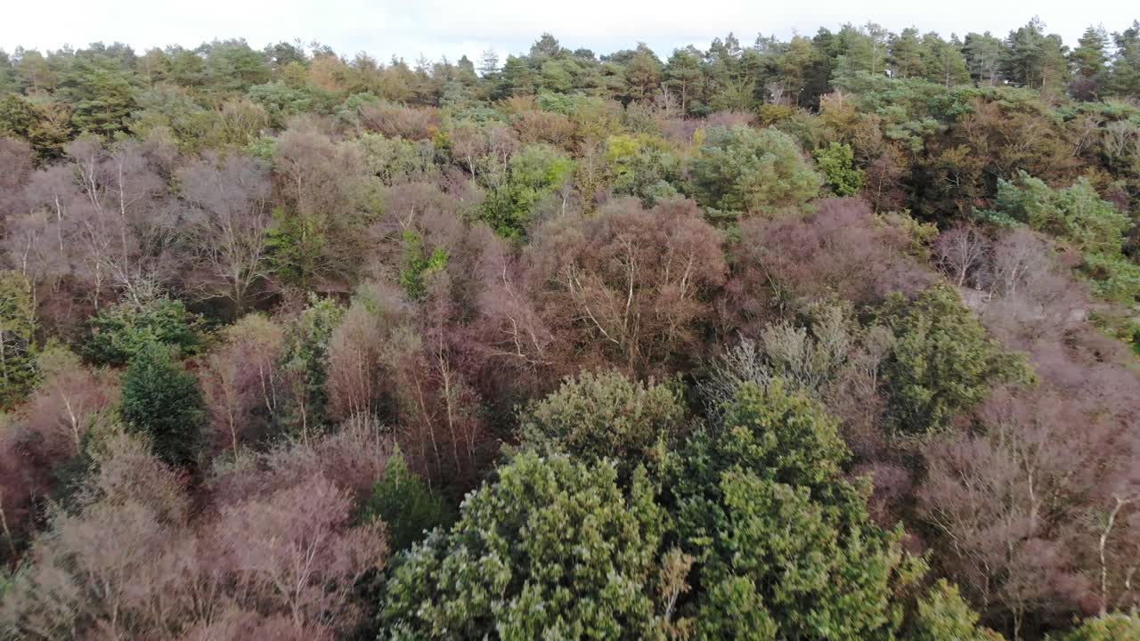 Aerial Flying Over Beech Forest Trees In East Hill Woodland