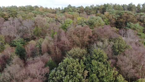 aerial flying over beech forest trees in east hill woodland