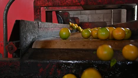 oranges continue their process in the packing house