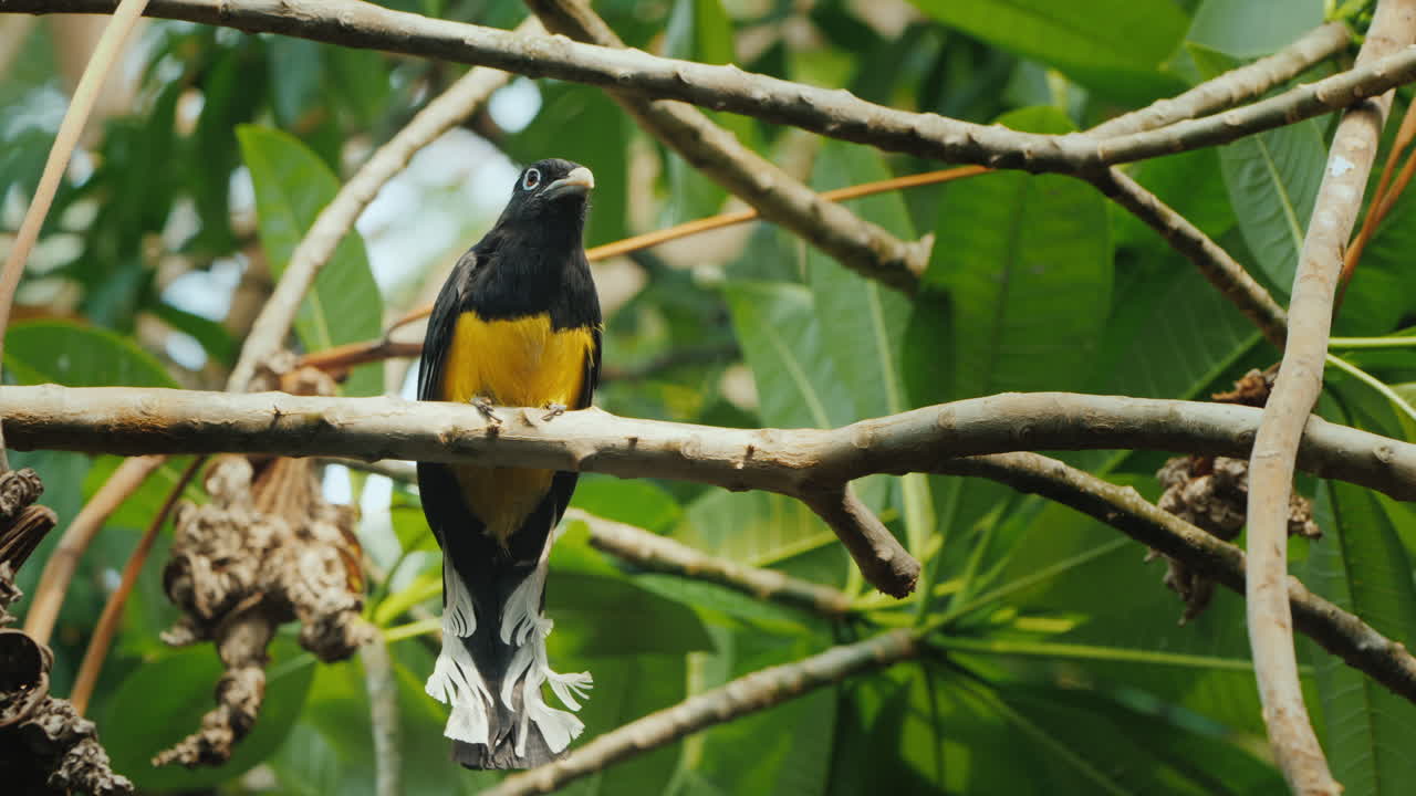 el trogón de cabeza negra (trogon melanocephalus) es una especie de ave de la familia trogonidae.