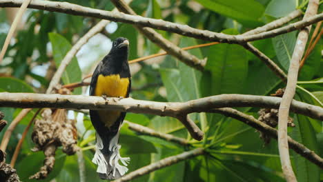 Der-Schwarzköpfige-Trogon-(trogon-Melanocephalus)-Ist-Eine-Vogelart-Aus-Der-Familie-Der-Trogonidae