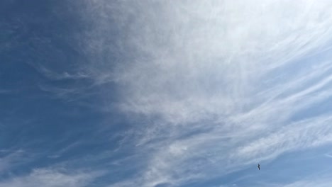 seagulls soar above brighton pier on a sunny day