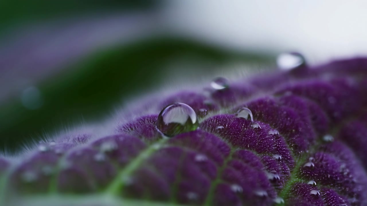 Una vista macro ravvicinata di un sereno fiore viola con goccioline d'acqua, ambientato in un contesto naturale e botanico. Il fiore è catturato con dettagli vividi, mostrando i suoi petali verdi vibranti.