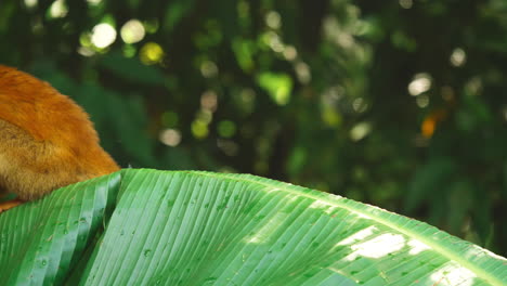 Saimiri-Oerstedii-Totenkopfäffchen-Auf-Einem-Blatt-Costa-Rica-Wildlife