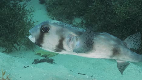 a large pufferfish with a cute face turns and looks at a scuba diver swimming below the ocean