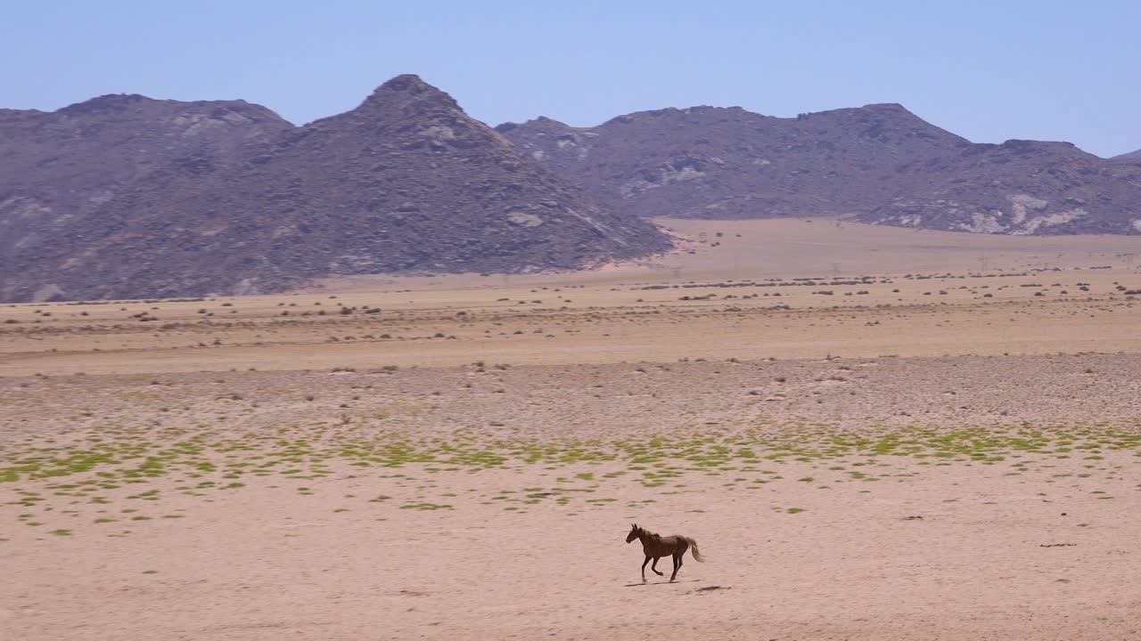 caballos salvajes y en peligro de extinción atraviesan el desierto de namib en namibia áfrica