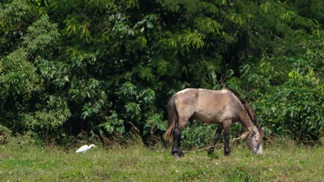 Mirando-Hacia-La-Derecha-Pastando-Mientras-Una-Garceta-Se-Acerca-Por-Detrás,-Muak-Klek,-Tailandia