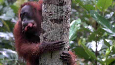 female orangutan climbs tree with baby and a mouthful of potatoes.