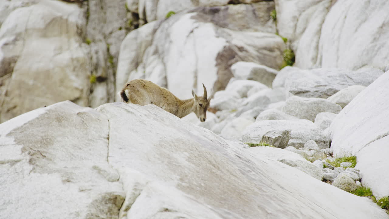 cabra de montaña en las rocas