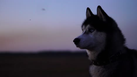 siberian husky with blue eyes and gray white hair sits on the grass and looks into the distance at sunset