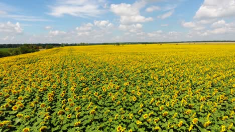 flying over a sunflower field