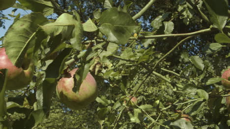 ripe apples hang from tree limbs ready for picking, pan