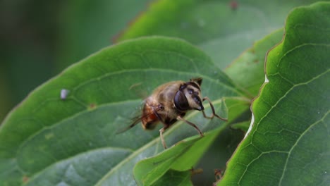 a hoverfly perched on a leaf as it preens