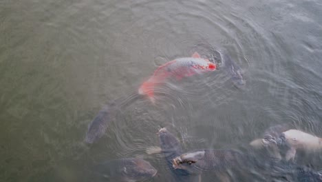 Peces-Koi-Nadando-En-El-Estanque-Del-Parque-Zenzokuike--tokio,-Japón-cerca