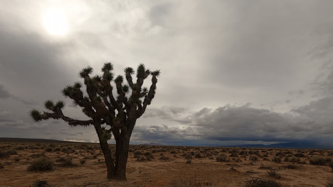 las nubes cúmulos y estratos toman forma sobre un árbol de joshua solitario en el desierto del desierto de mojave - lapso de tiempo