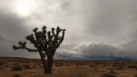 cumulus and stratus clouds take shape over a lone joshua tree in the mojave desert wilderness - time lapse