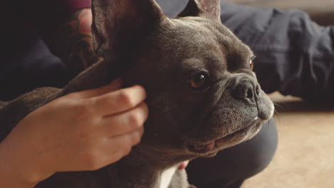 close-up vista de um rosto de cachorro bulldog