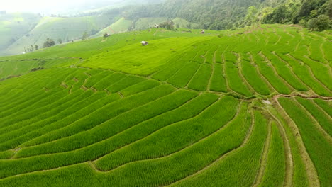 rice field terrace on mountain agriculture land.