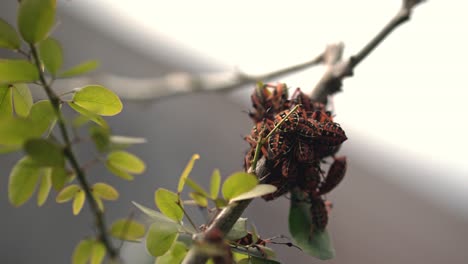 Close-up of red chinches grouped on a small tree branch surrounded by green leaves in daylight