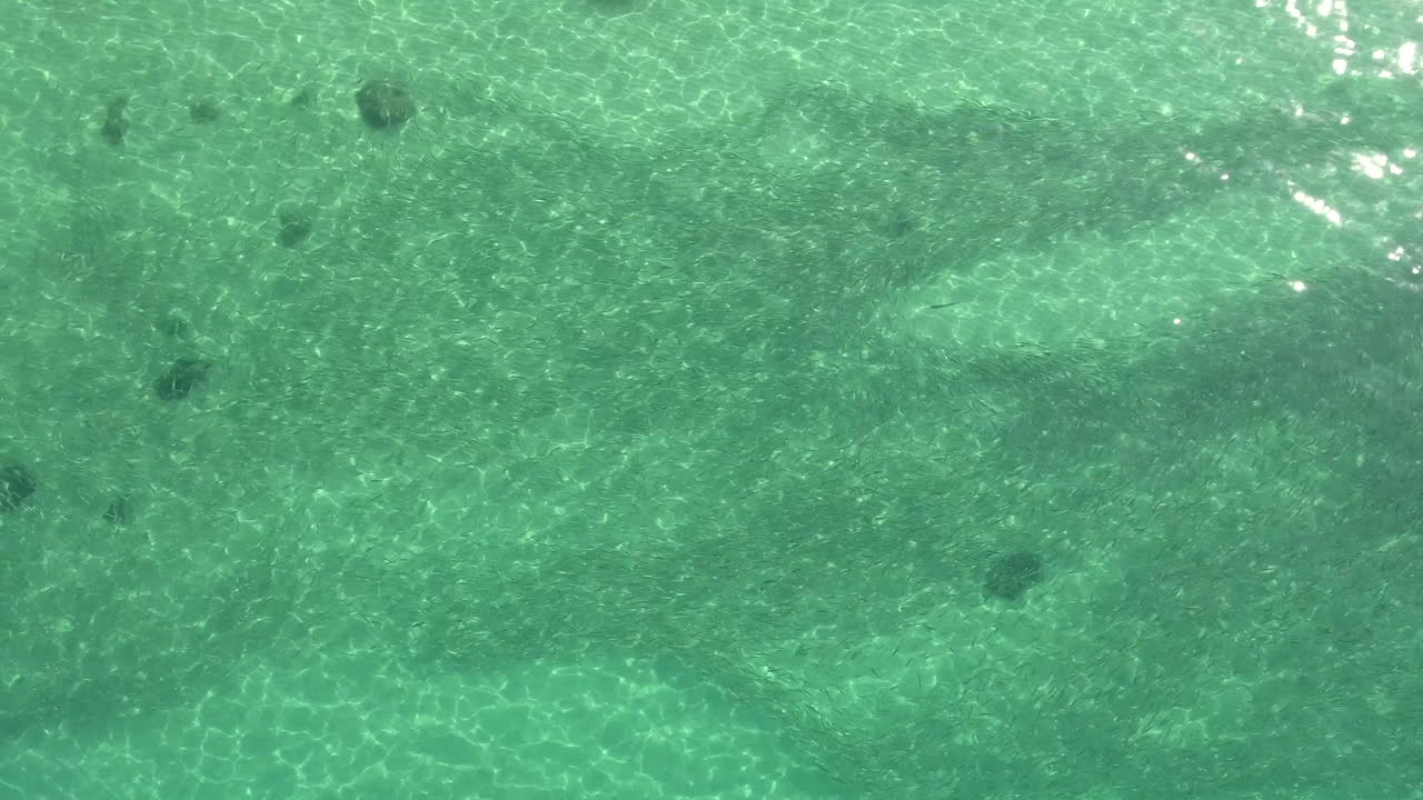 맑은 녹색 에메랄드 바다에서 미끼를 통해 움직이는 물고기의 드론 영상