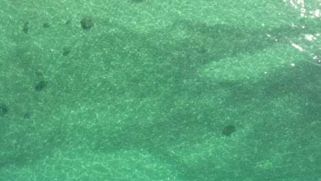 imágenes de drones de peces moviéndose a través del cebo en aguas claras de color verde esmeralda