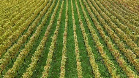 Drone flying slowly above a vineyard with rows of vines