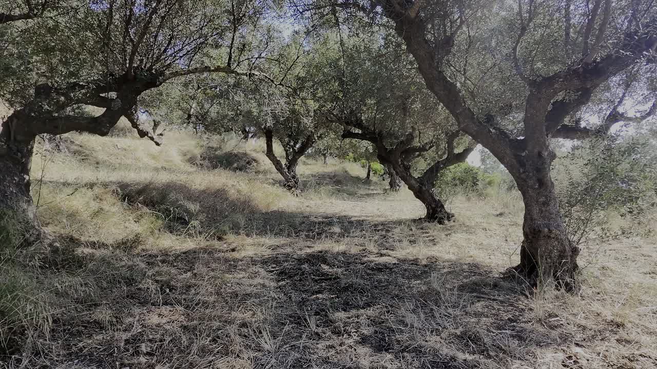 Un drone silenzioso scivola pacificamente tra gli ulivi illuminati dal sole a Zante, in Grecia. Le ombre danzano nel boschetto, creando una scena mediterranea calma, rilassante e suggestiva.