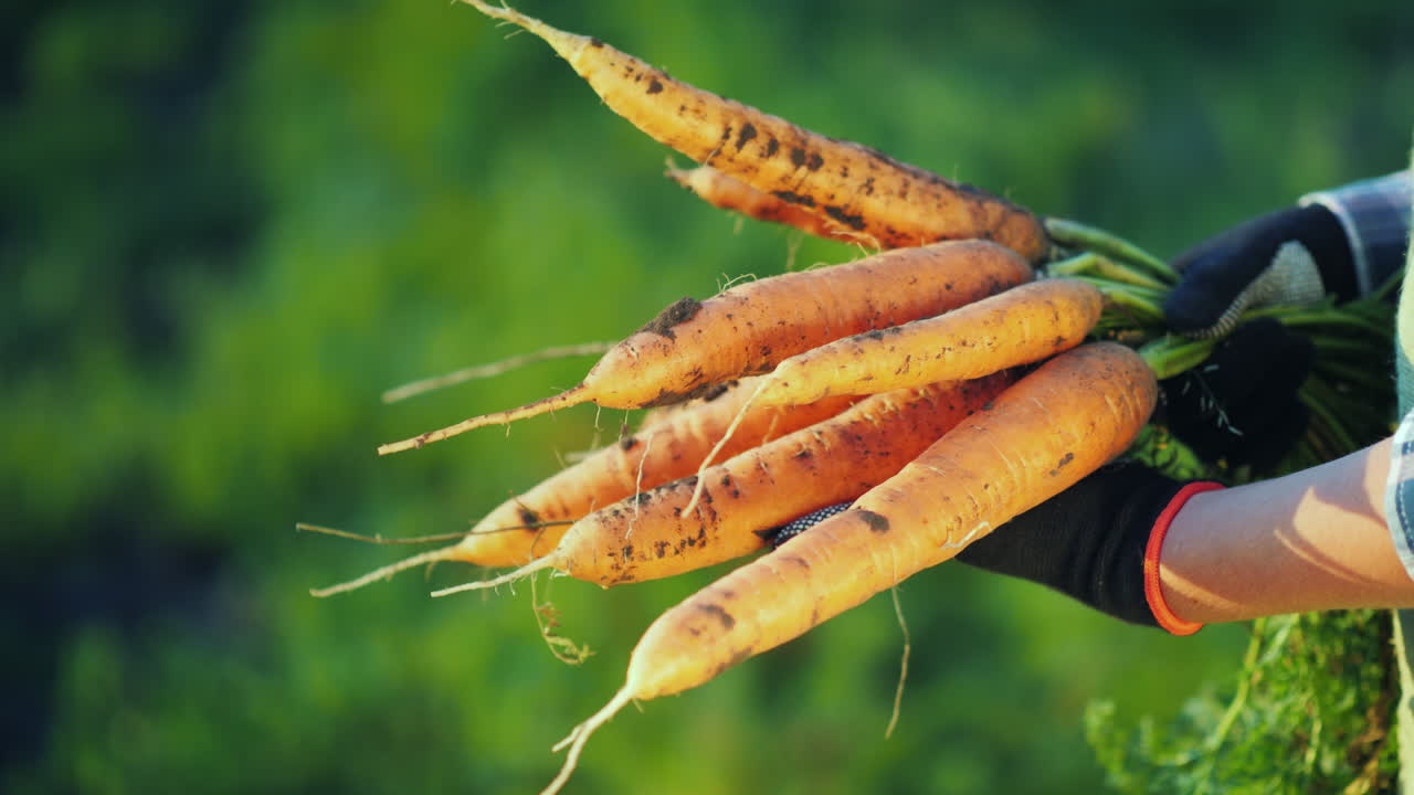 The Farmer In Gloves Holds A Large Bunch Of Carrots Organic Farming Concept 4K Video