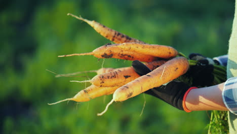 the farmer in gloves holds a large bunch of carrots organic farming concept 4k video