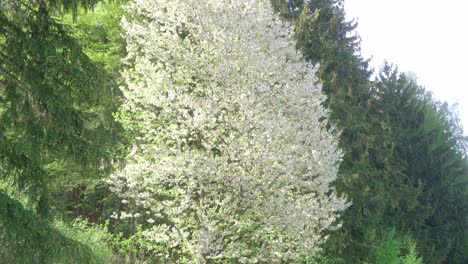 Schwenken-Sie-Nach-Oben-Schuss-Von-Callery-Birnbaum-Im-Wald