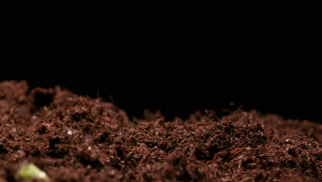 TIME-LAPSE---Peas-sprouting-in-soil,-studio,-black-background,-tilt-up