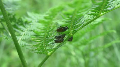 fern plant with four garden chafer beetles during mating season