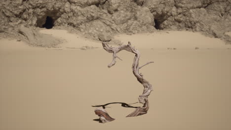 lonely dead tree in a desert landscape