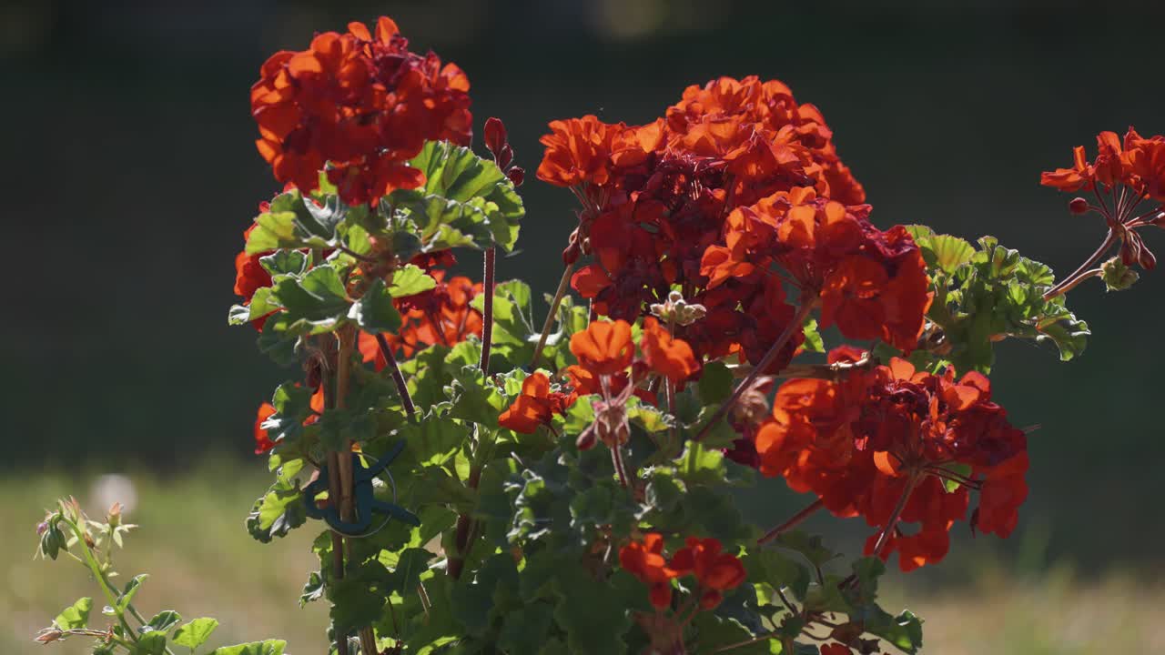 flores de pelargonio de color rojo brillante