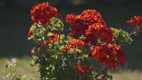 bright red pelargonium flowers